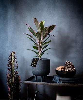 Pembe Cordyline Ayaklı Siyah Saksıda